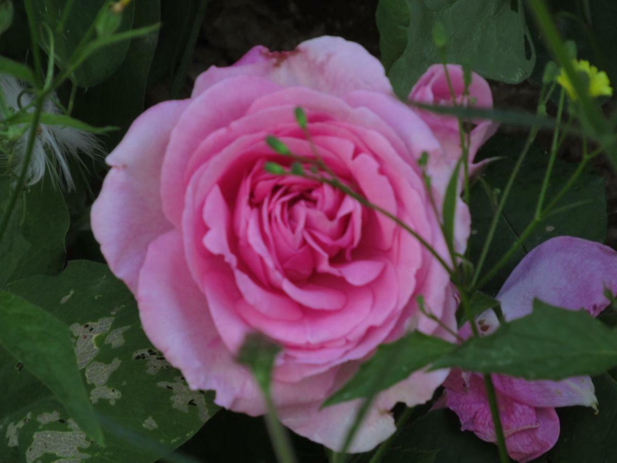The Old Vicarage Hotel & Restaurant بريدجواتر المظهر الخارجي الصورة Rosa 'Mary Rose'