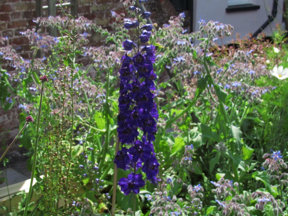 The Old Vicarage Hotel & Restaurant بريدجواتر المظهر الخارجي الصورة Delphinium 'Blue King'
